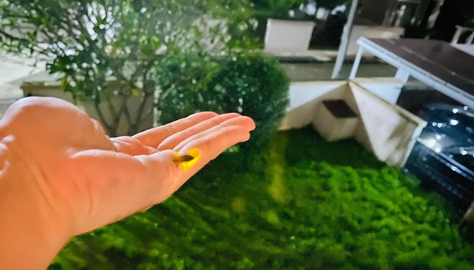 ホタルジャパン株式会社の会社名の語源